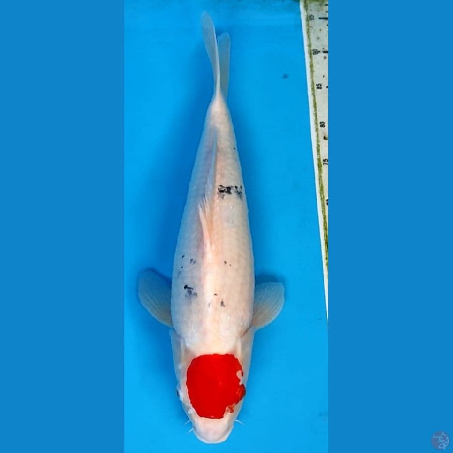 ORIGINAL TC SANKE 50CM