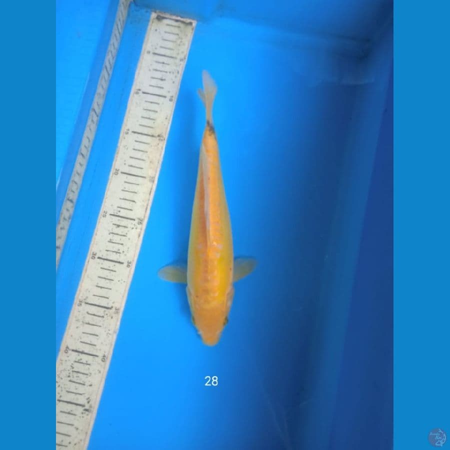 ayawakaba 28cm