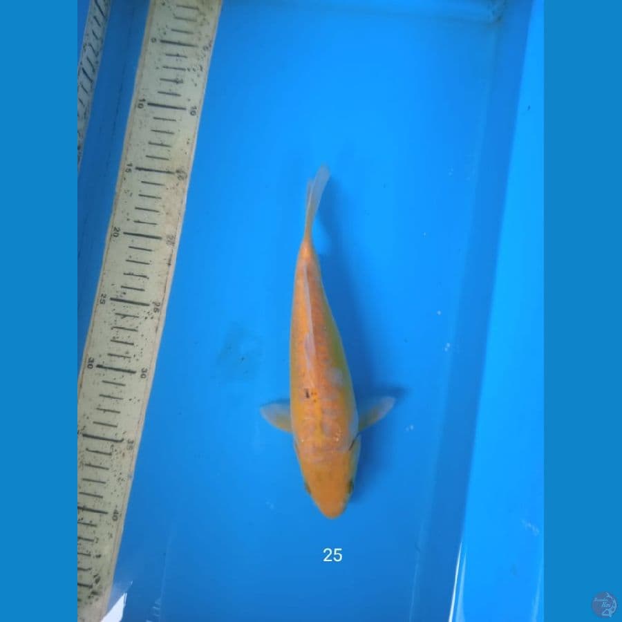 ayawakaba 25cm