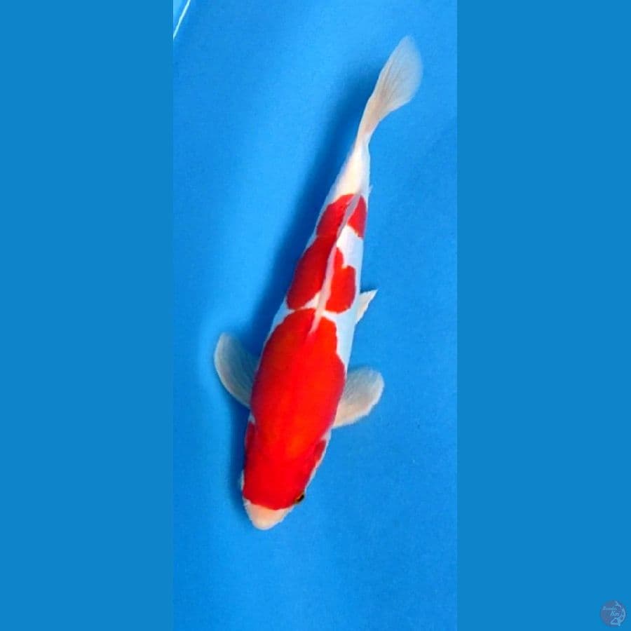 DOITSU KOHAKU MURNI HQ 28cm