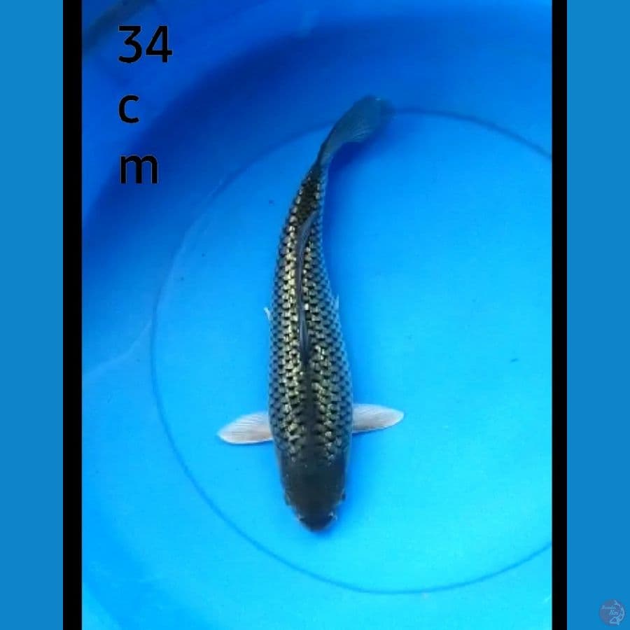 Blacdiamond body bulky 34 cm