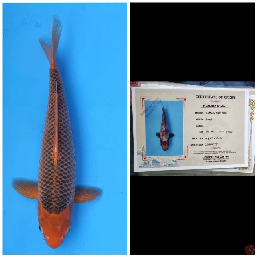 Yamaju Red Asagi