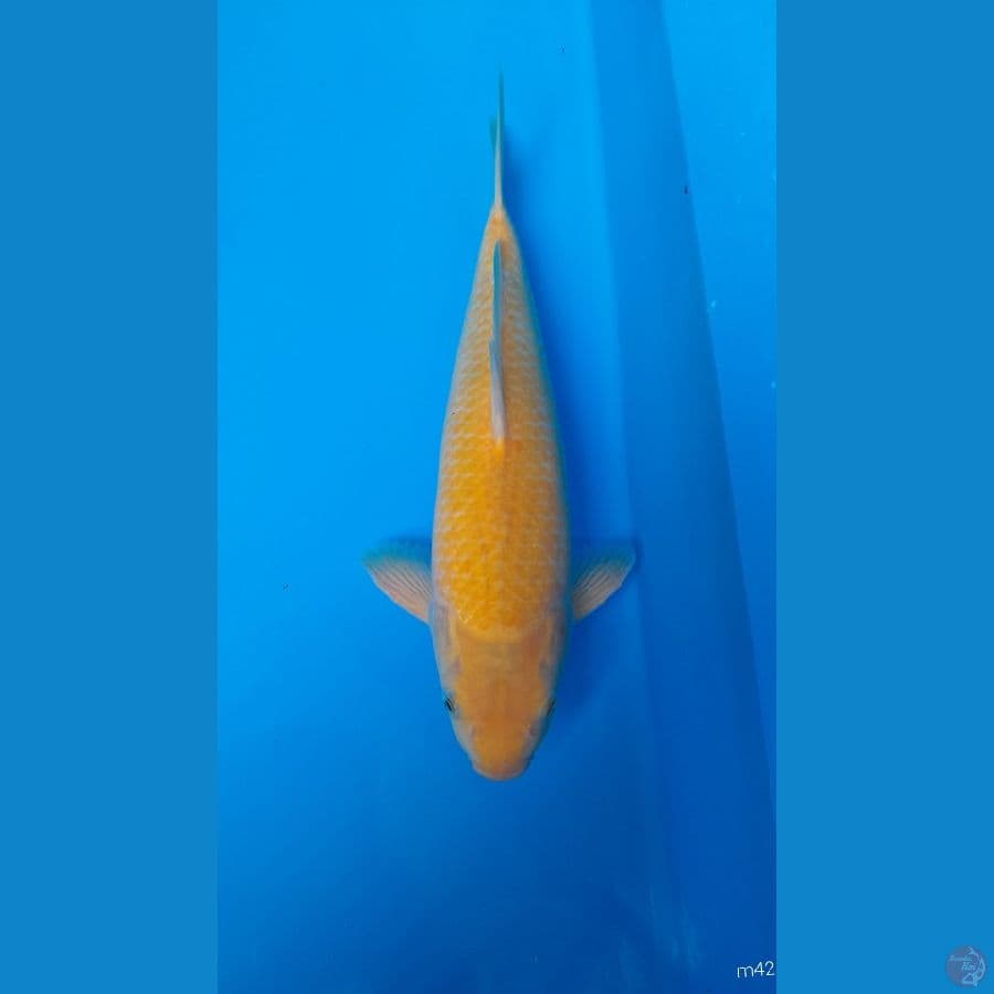 karashi 42 cm jantan breeder saiful aziz blitar