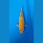 karashi 42 cm jantan breeder saiful aziz blitar