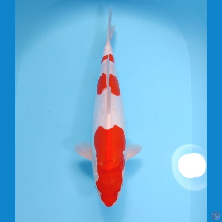 KOHAKU DOITSU HQ 35 CM - FEEMALE