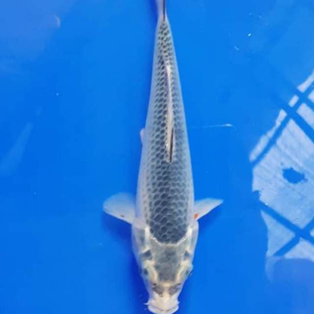 Asagi 21cm