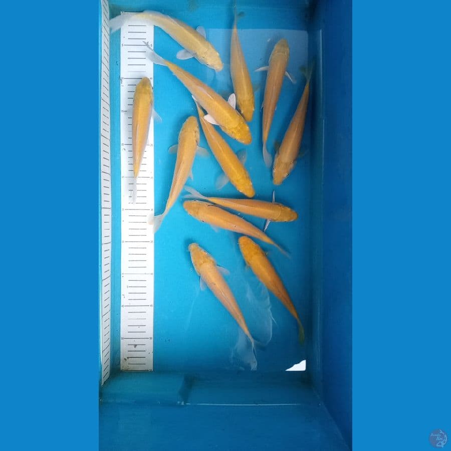 paket 12 ekor 17 19 cm karasi mata merah