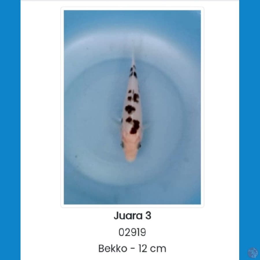 BEKKO SQ 2x JUARA