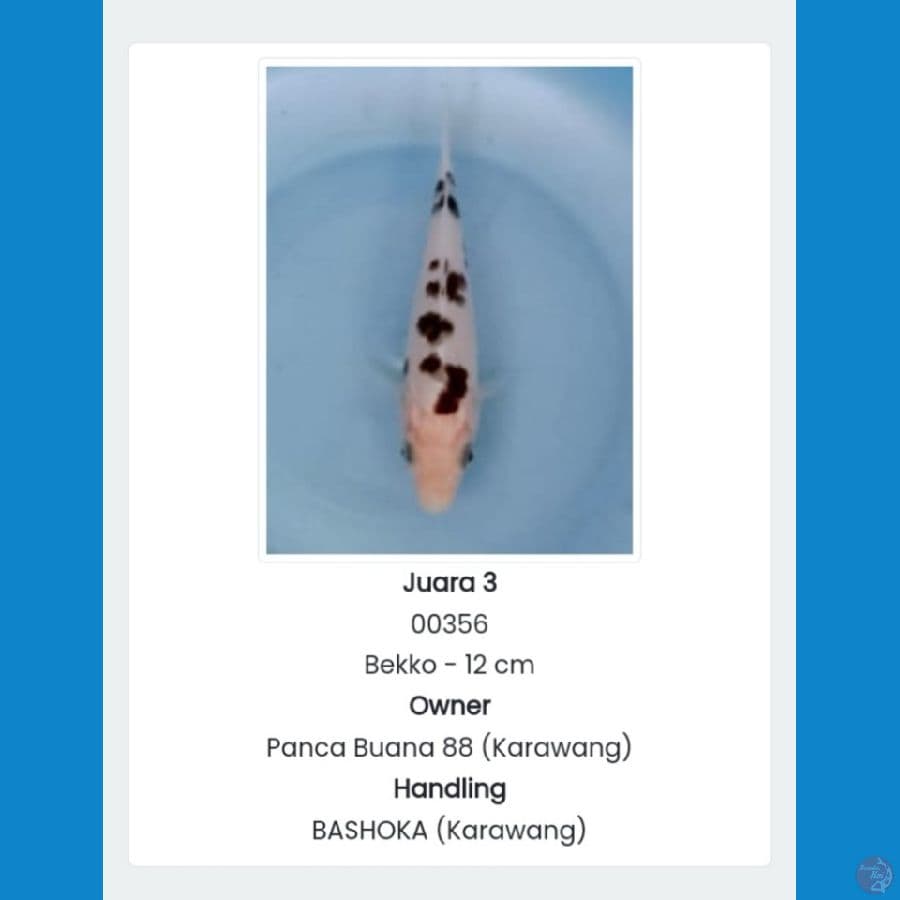 BEKKO SQ 2x JUARA