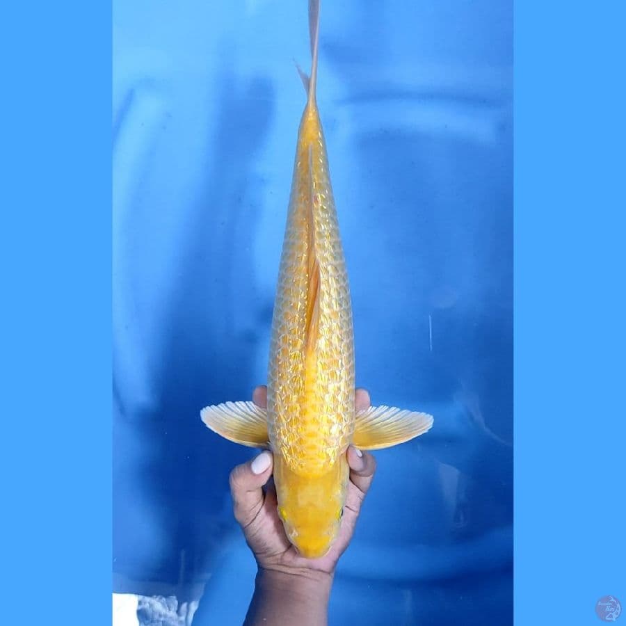 44CM # KARASHI JARING MANTAP MM - M