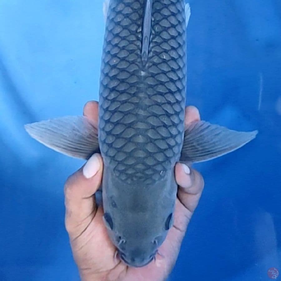 44CM # JARING TIMBUL - M
