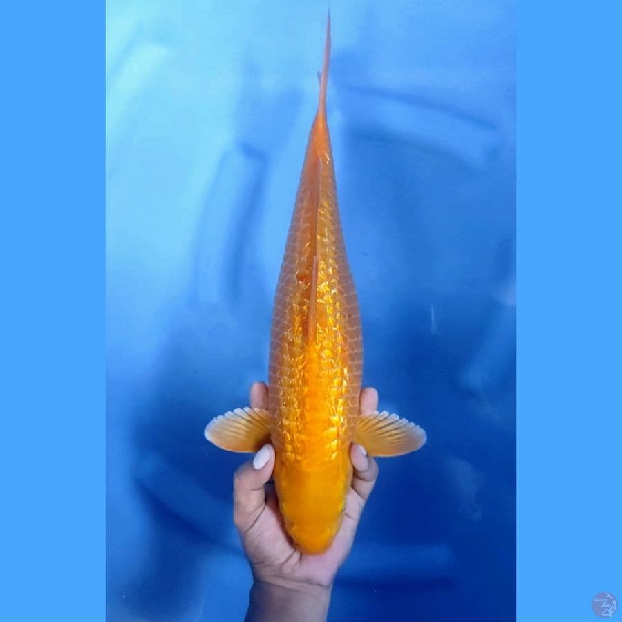 42CM # KARASHI MANGGO GINRIN - F