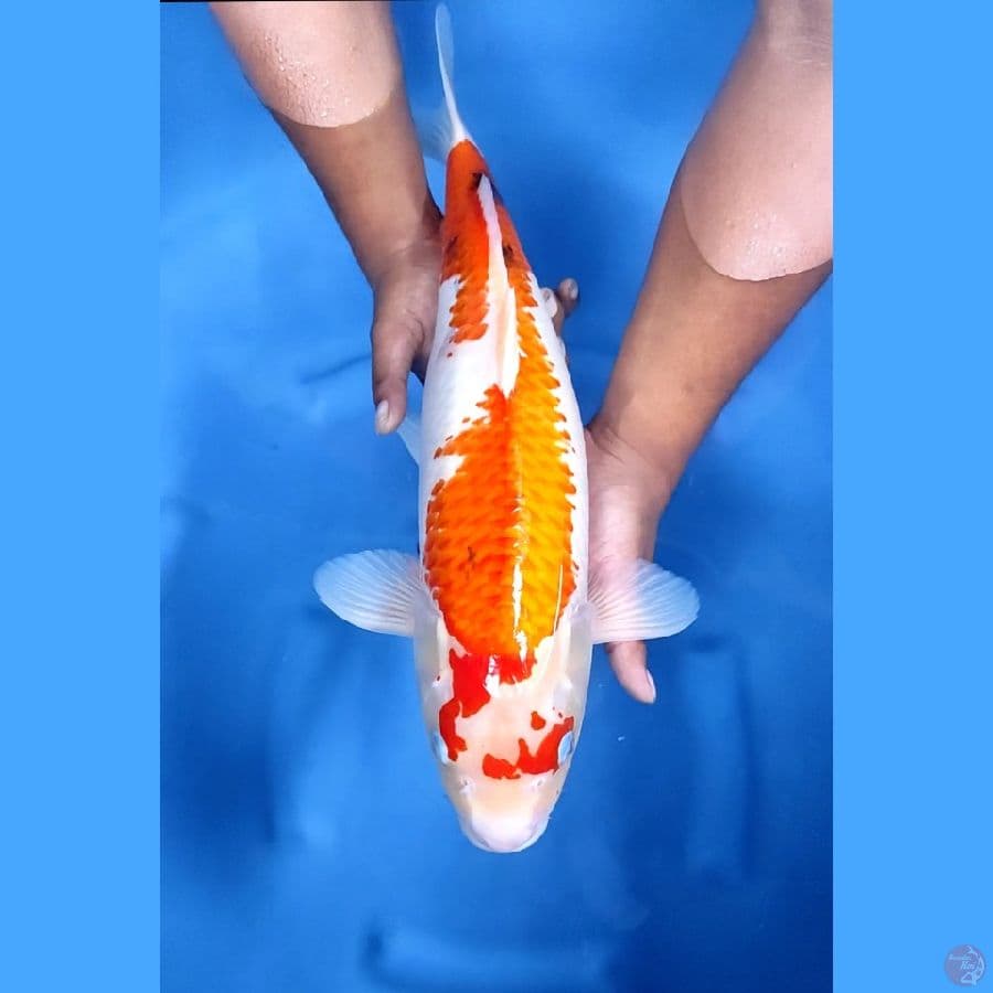 49CM # JUMBO SANKE - F