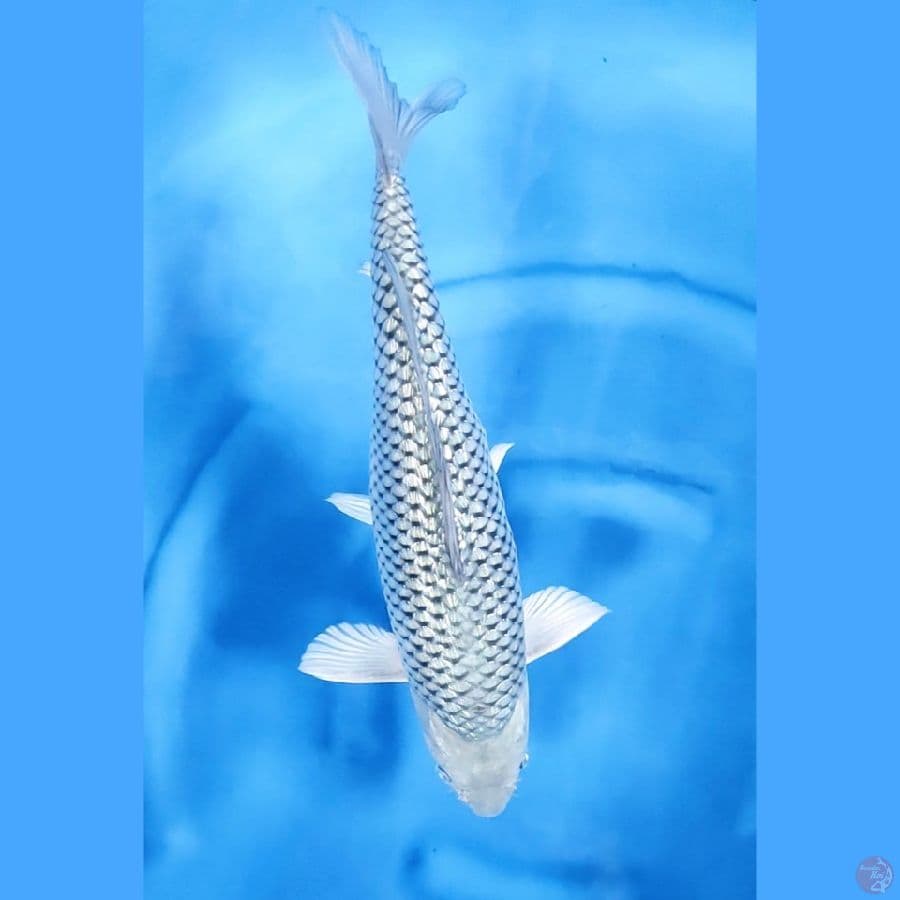 47CM # JUMBO GINRIN SORAGOI PUNUK - M