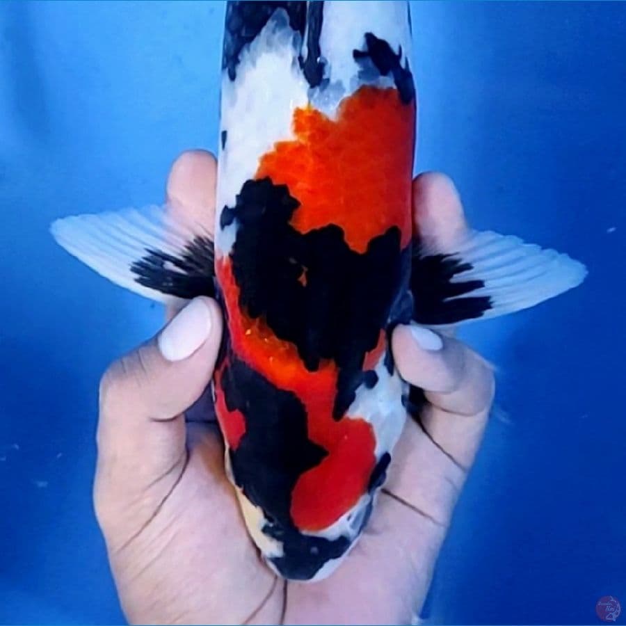 36CM # SHOWA YIN YANG - M