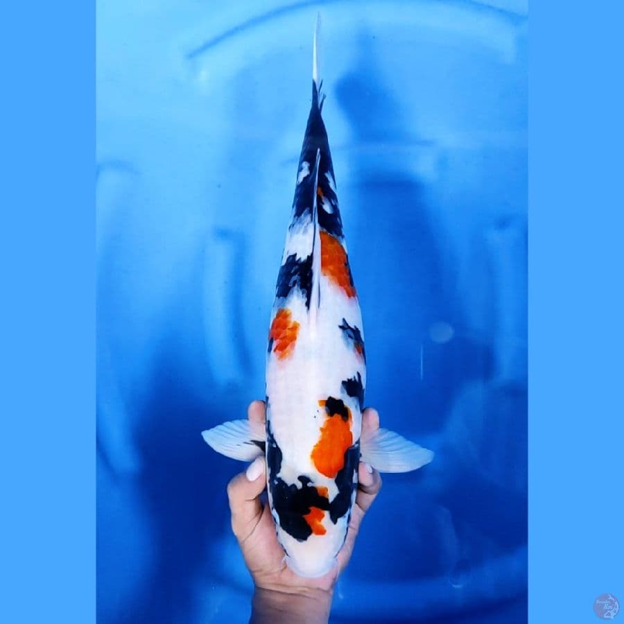45CM # KINDAI SHOWA HALUS - F