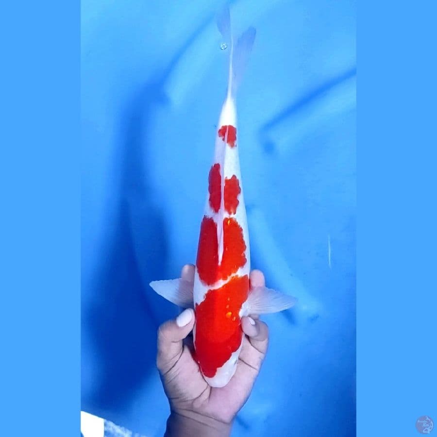 33CM # KOHAKU STEPS - M