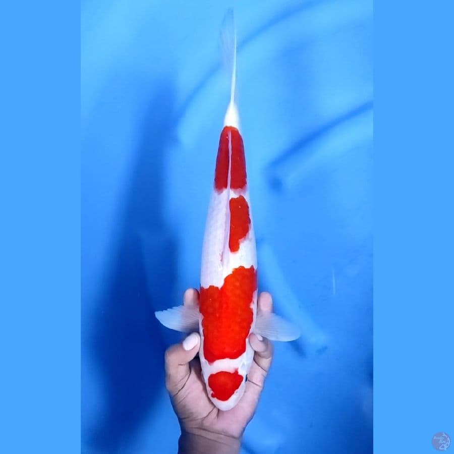 38CM # MARUTEN KOHAKU - M