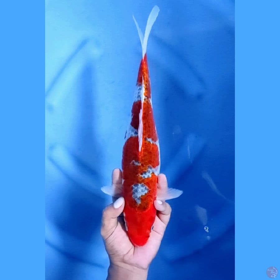 35CM # RED GOSHIKI - F