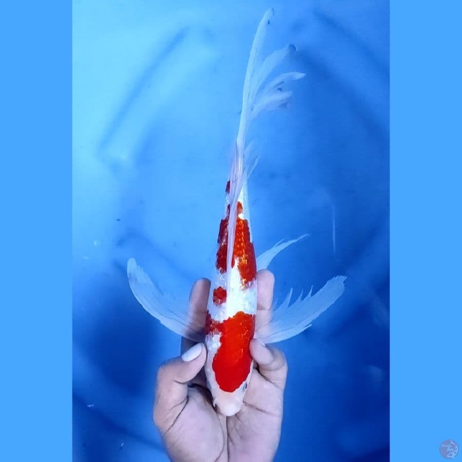 29CM # KUMPAY KINGINRIN - M