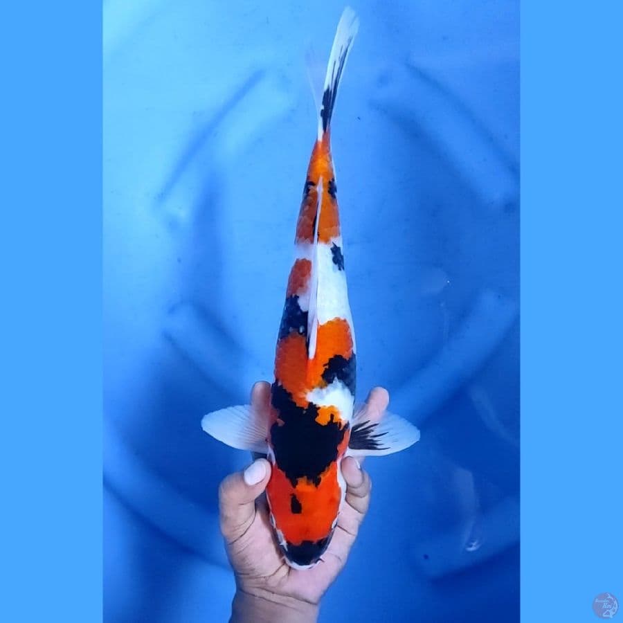 36CM # SHOWA SPESIAL - M