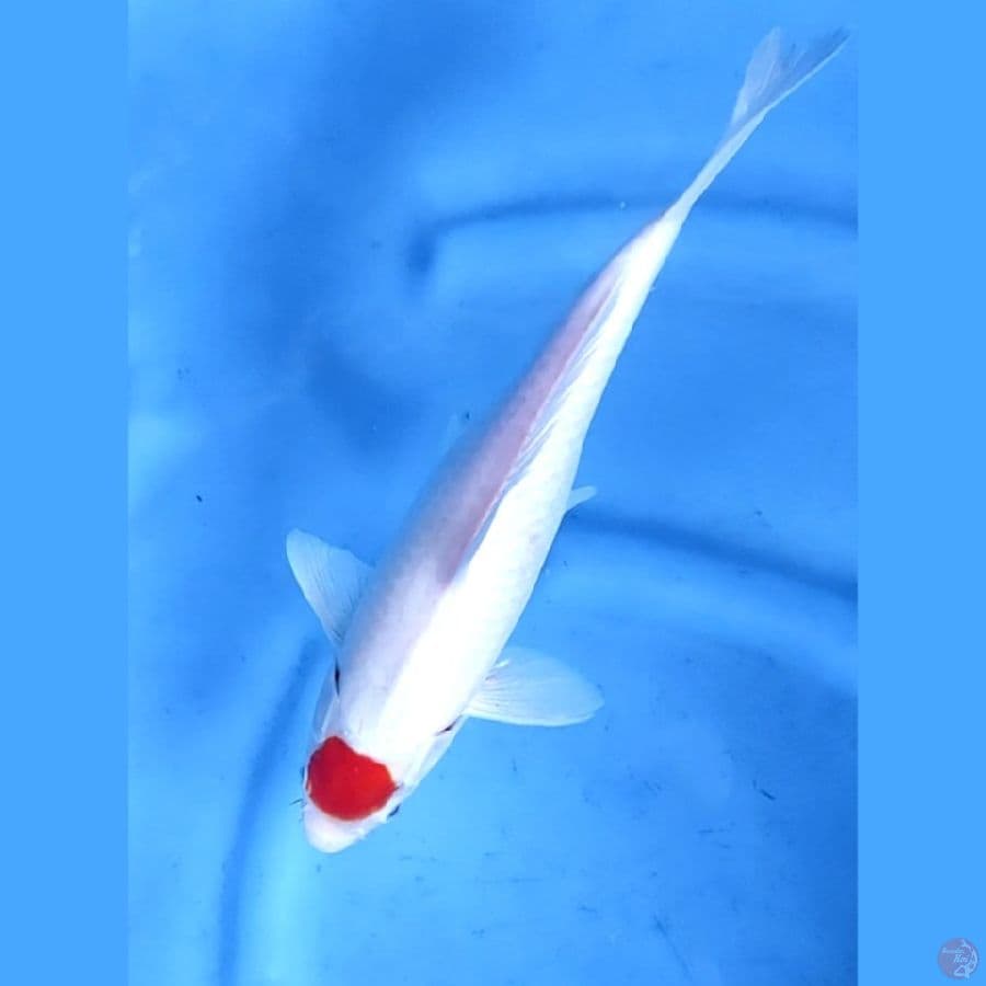32CM # TANCHO ORIGINAL - F 