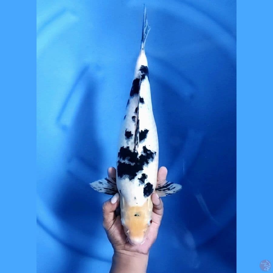 40CM # JUMBO BEKKO - F