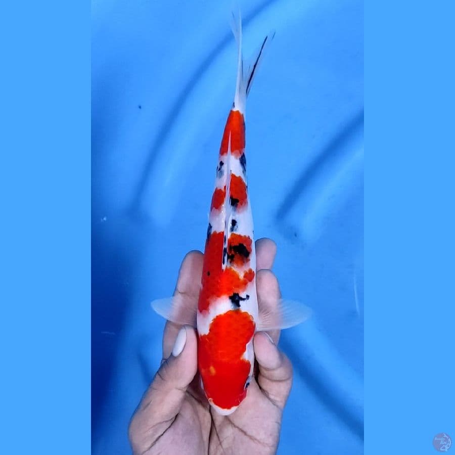 23CM # SANKE CAKEP - F