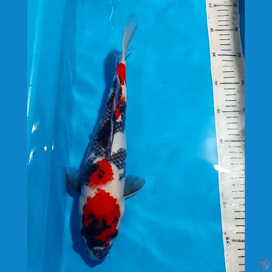 SHOWA 35 CM