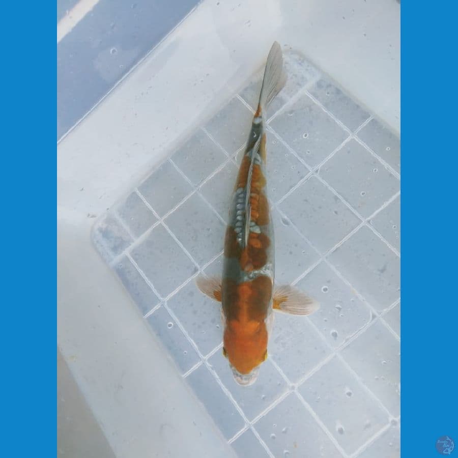 MKC KOI GRUB