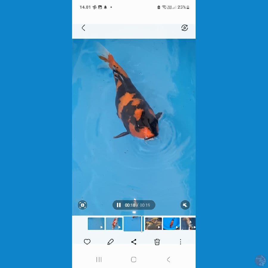 kenzo koi