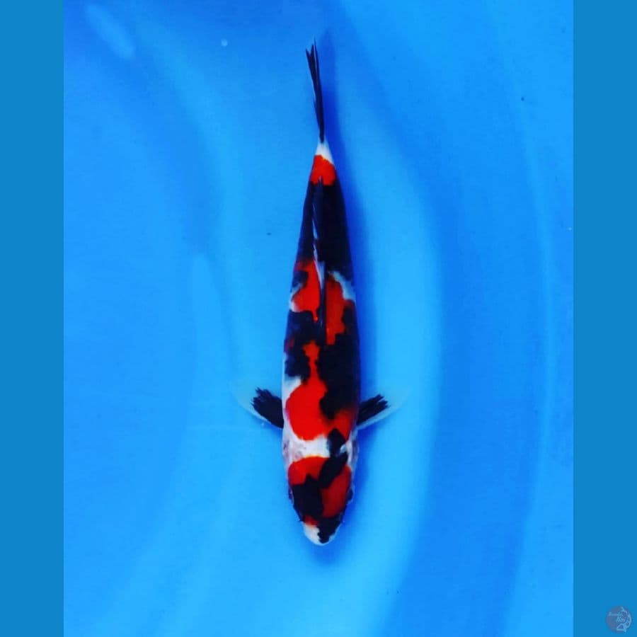 SHOWA 20CM SQ