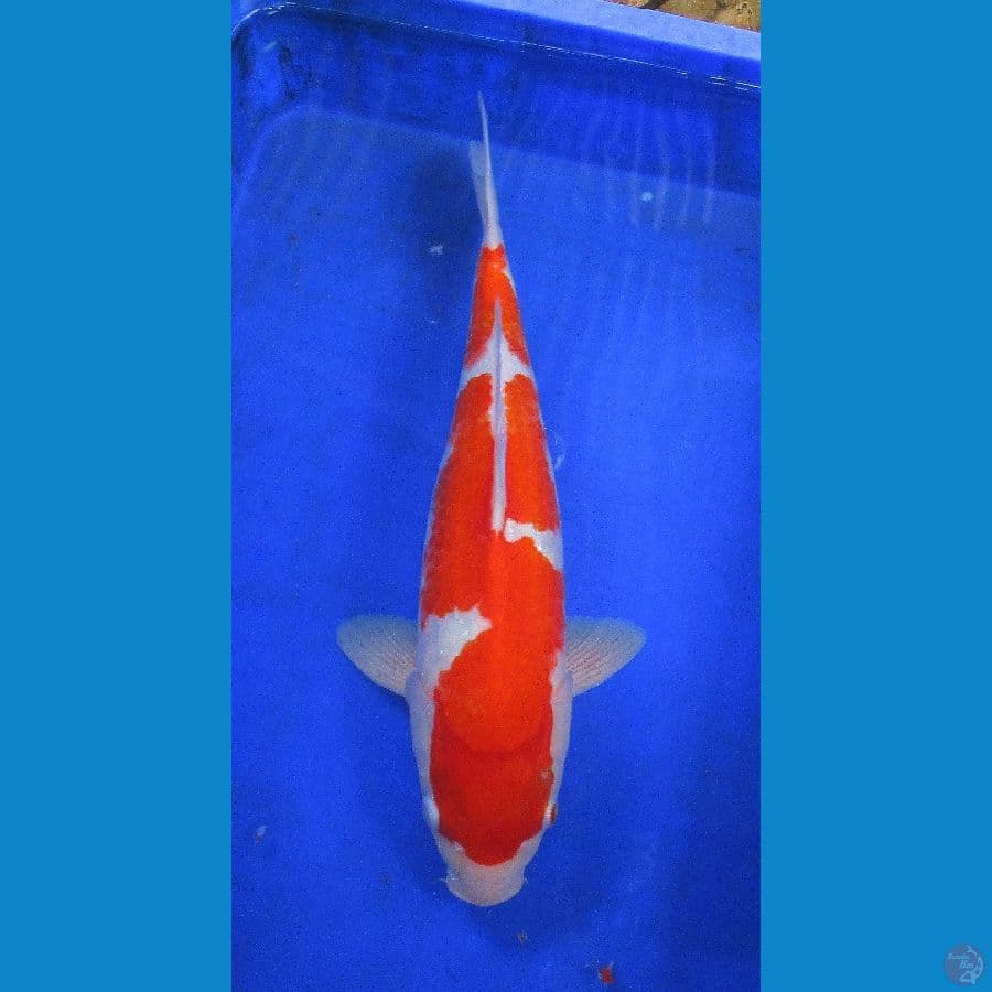 kohaku ±40cm