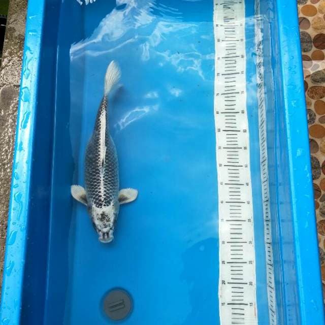 Hariwake
