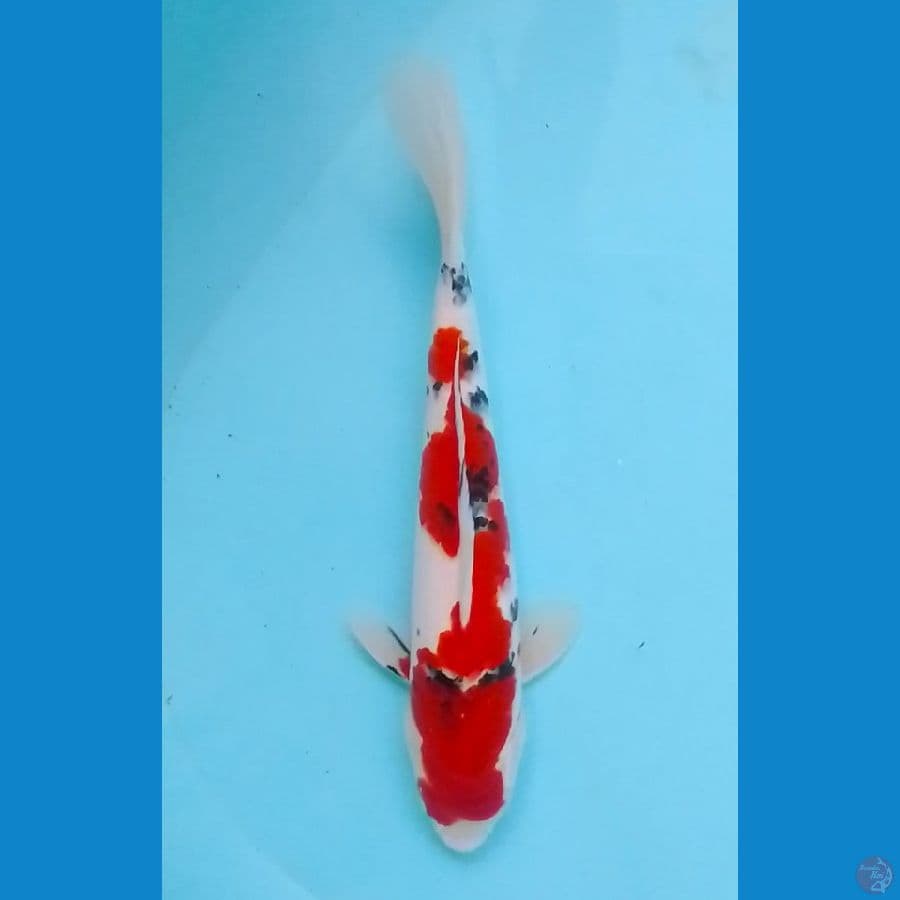 Tsubosumi Sanke 30cm (M)