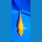 karashi ginrin 26cm 