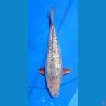 sabikoyo 31cm