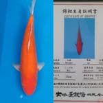 benigoi 45bu + certy (lmport)