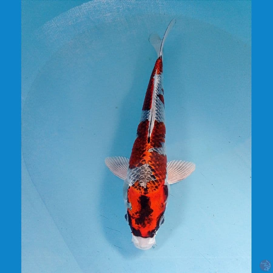 kujaku 30 cm