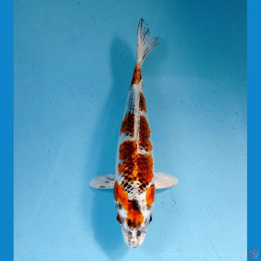 kujaku 20 cm