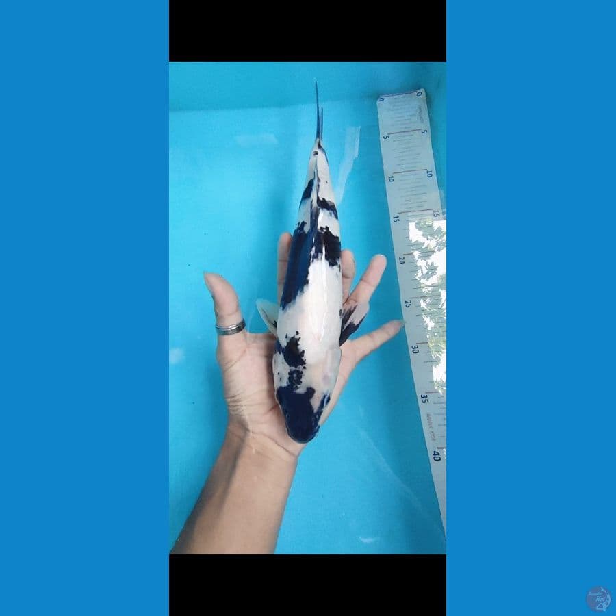shiro 29 jantan