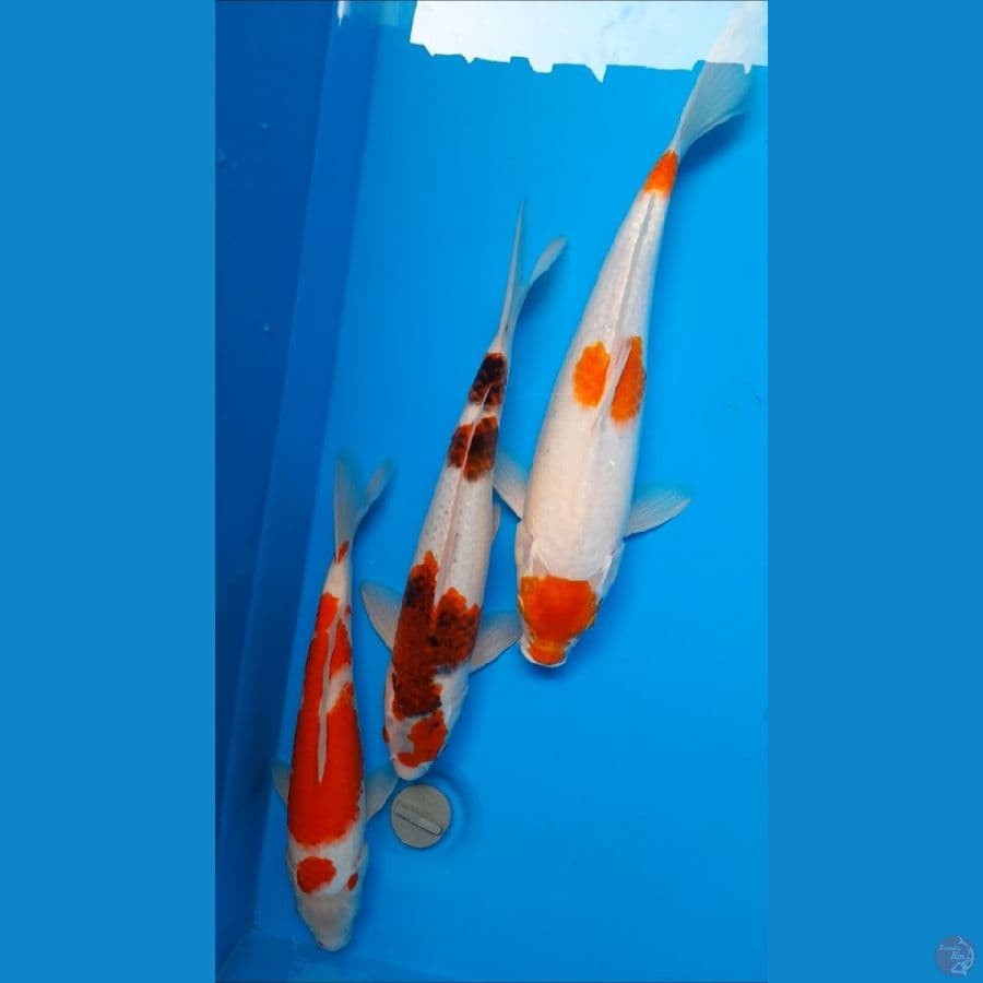 mix 32-37cm