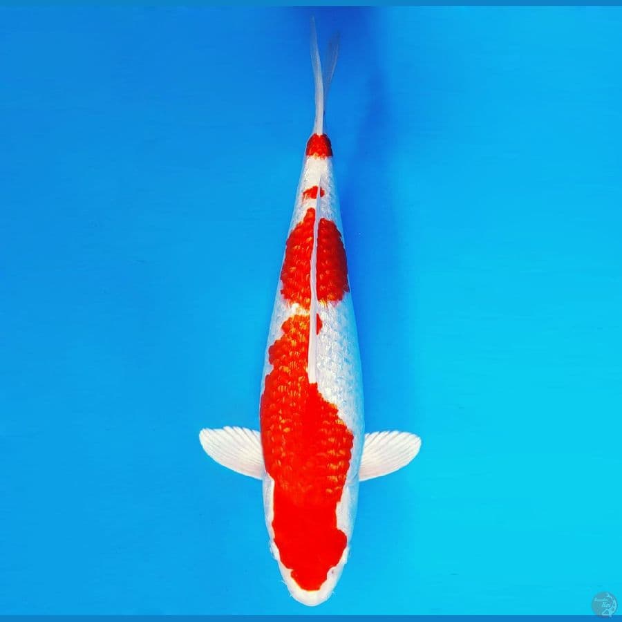 IZUMO 1 ~ Kohaku Hikari Full Gin Rin SPC 42 cm/fm ™