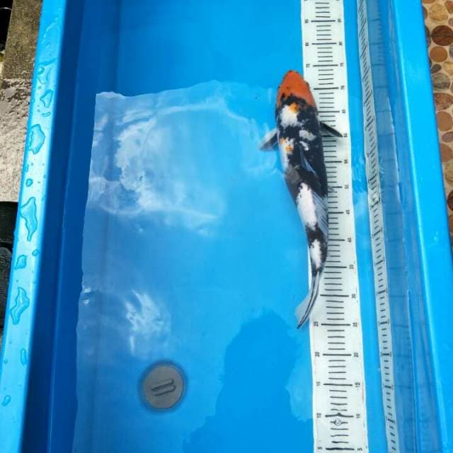 Showa 55cm