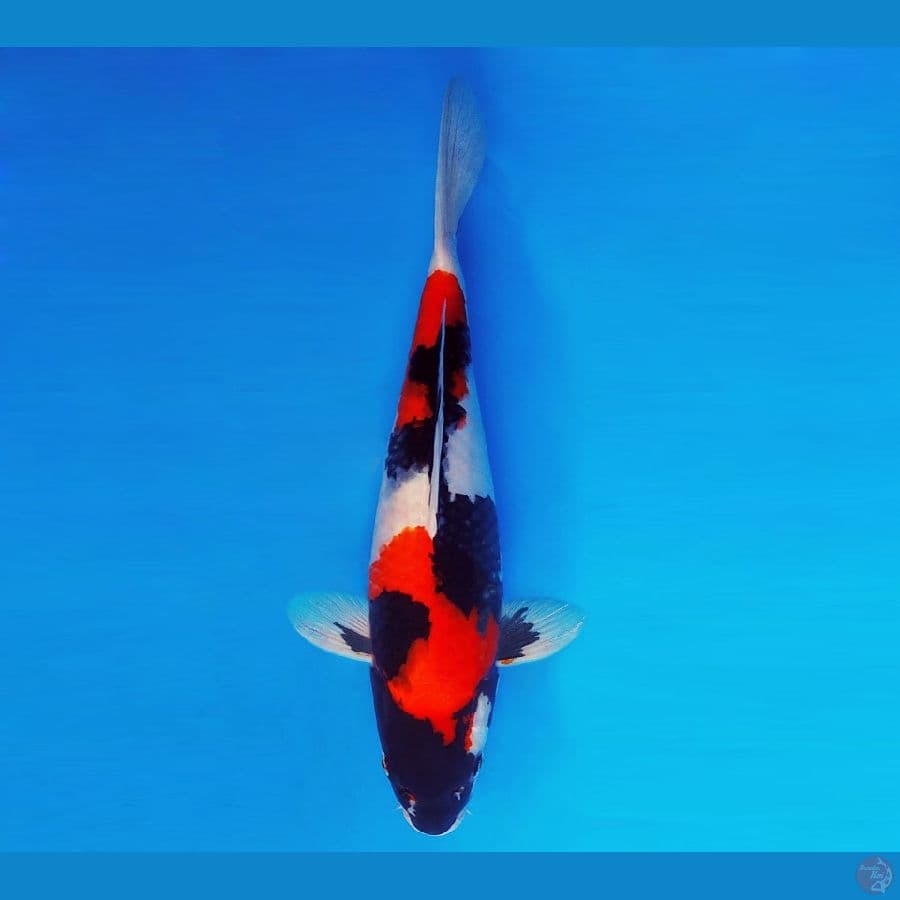 IZUMO 3 ~ Showa Sansoku 41 cm/fm ™
