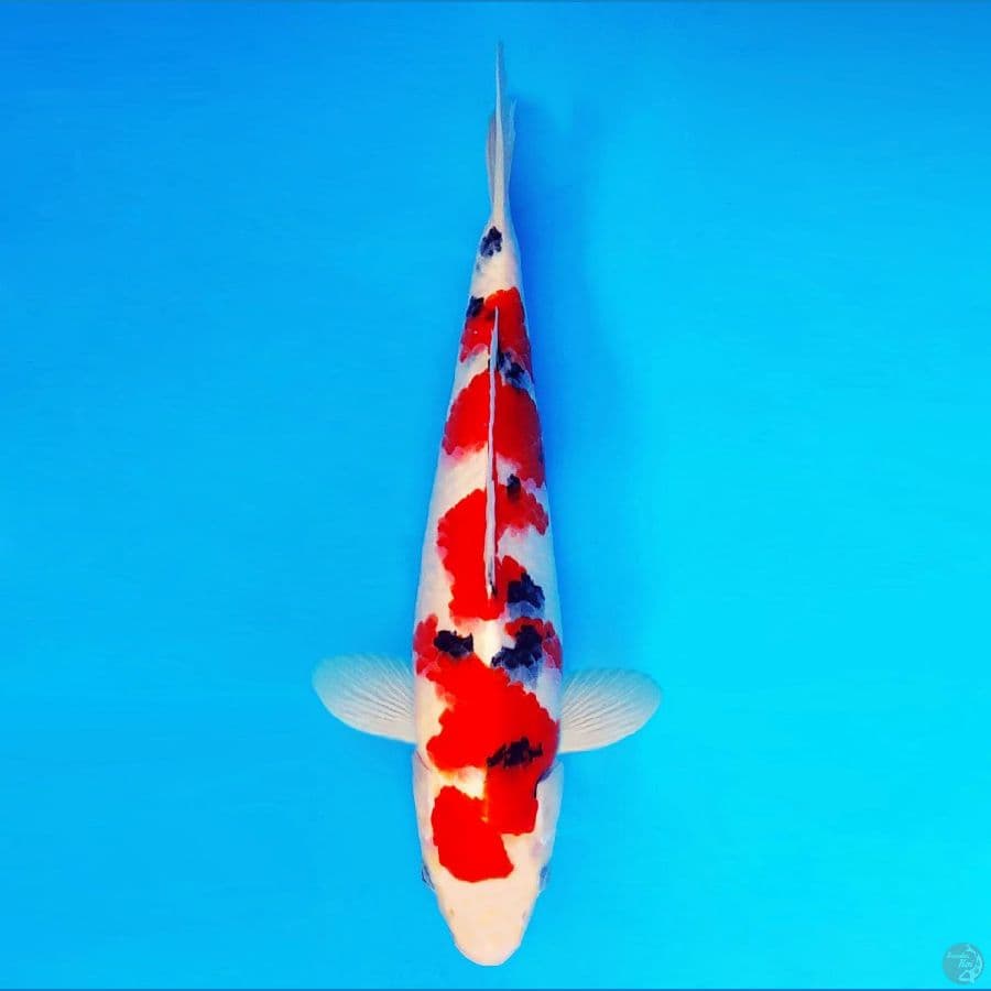 IZUMO 4 ~ Taisho Sanke 37 cm/male ™