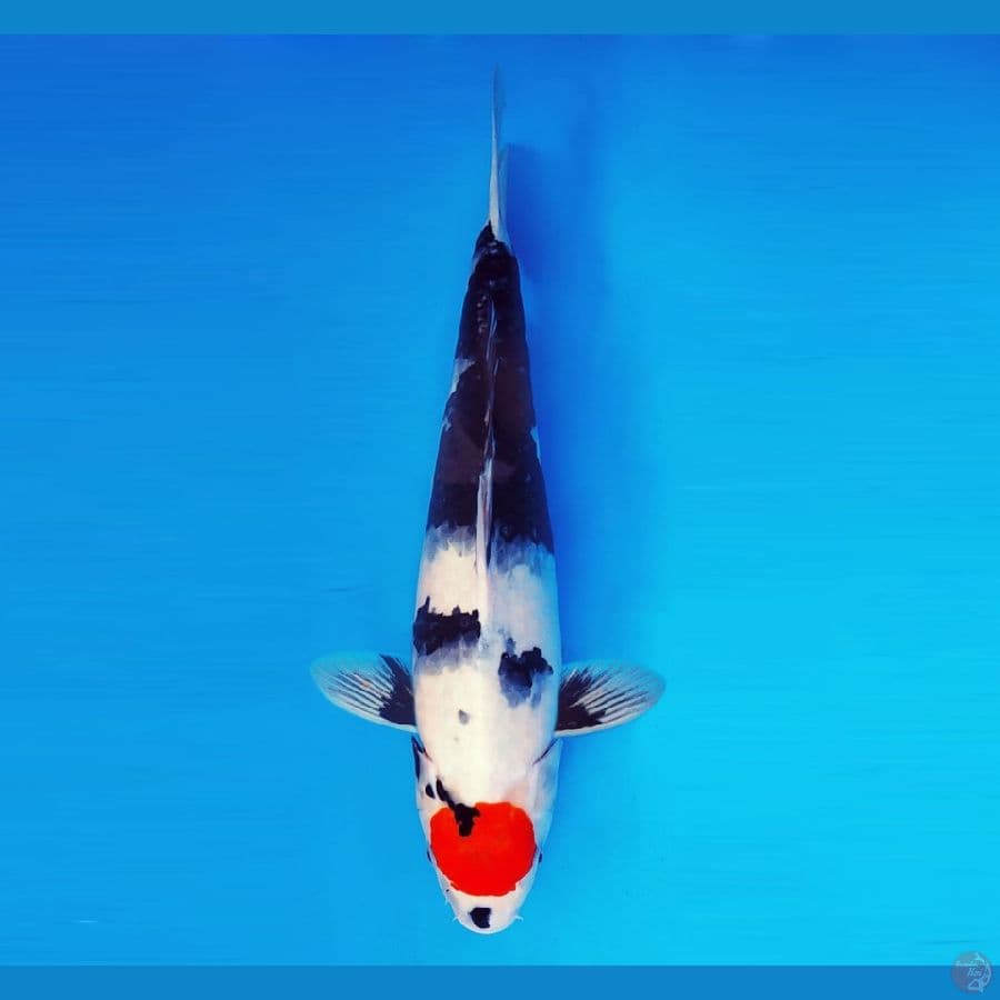 IZUMO 5 ~ Tancho Showa Evo 42 cm/fm ™