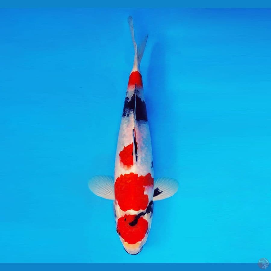 IZUMO 6 ~ Maruten Showa Evo 29 cm/male ™