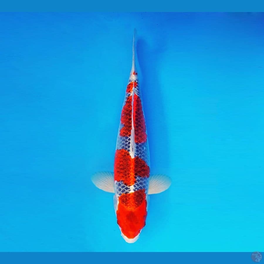 IZUMO 10 ~ Goshiki 36 cm/fm ™