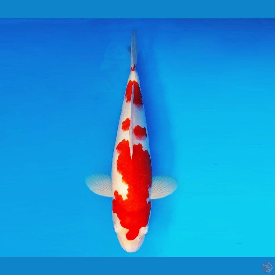 IZUMO 11 ~ Kohaku 35 cm/male ™